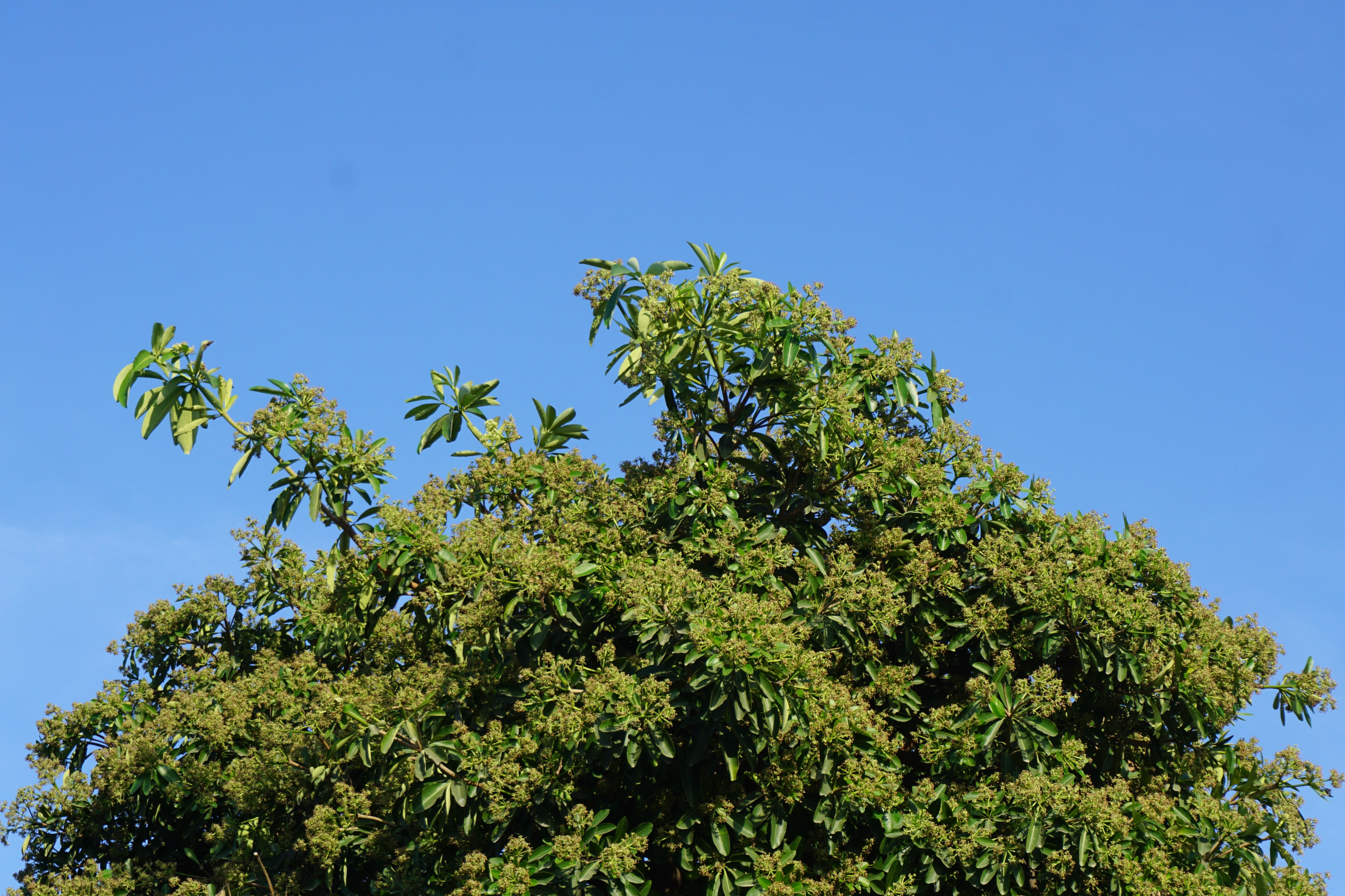 The Art of Pruning- a Perfectly Pruned Tree top and a blue sky background