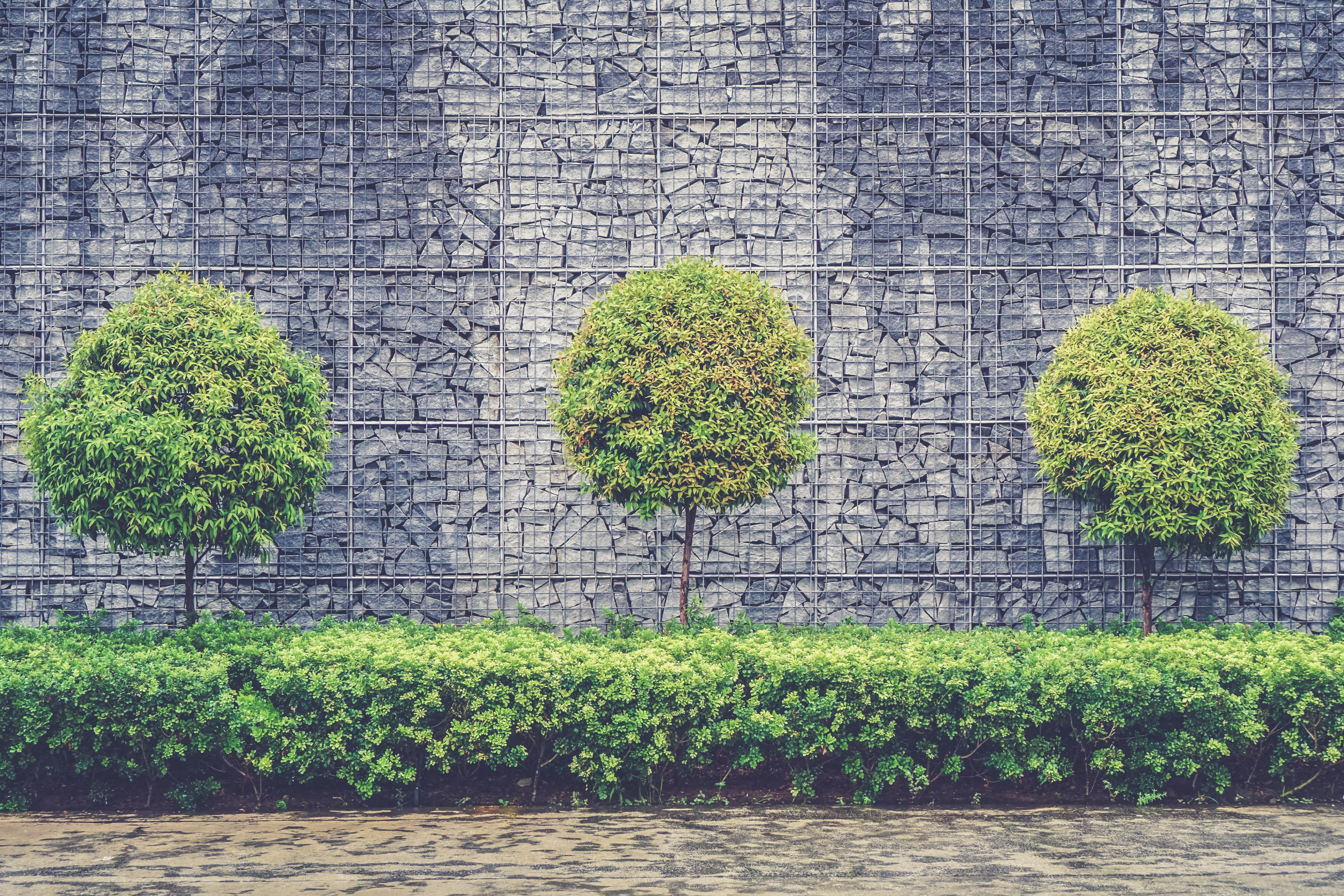 Tree and Shrub Trimming: 3 perfectly trimmed shrubs in a row