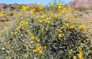 Brittlebush Desert Wildflower in Phoenix Landscapes