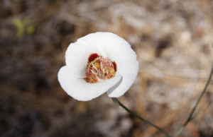 Desert Mariposa Lily Blooms Phoenix Landscape