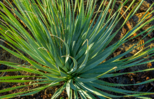 Desert Spoon Spiky Desert Foliage