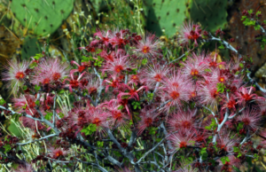 Fairy Duster Attracts Hummingbirds Phoenix Landscape