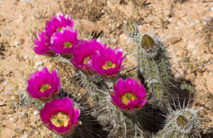 Hedgehog Cactus Flowers Bloom Phoenix Landscape