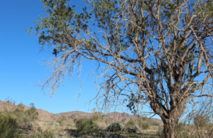 Ironwood Tree Landscape in Phoenix