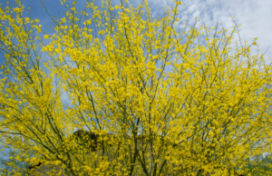 Palo Verde Tree Blooms Phoenix Landscape