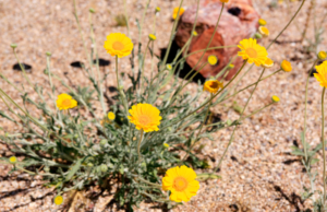 Phoenix Desert Marigold