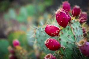 Prickly Pear Cactus Fruit Desert Landscape