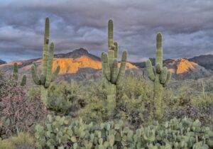 Saguaro Cactus in Phoenix Desert Landscape