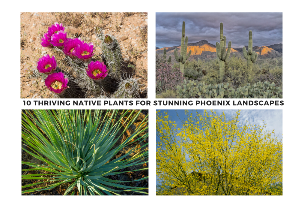 10 Thriving Native Plants for Stunning Phoenix Landscapes