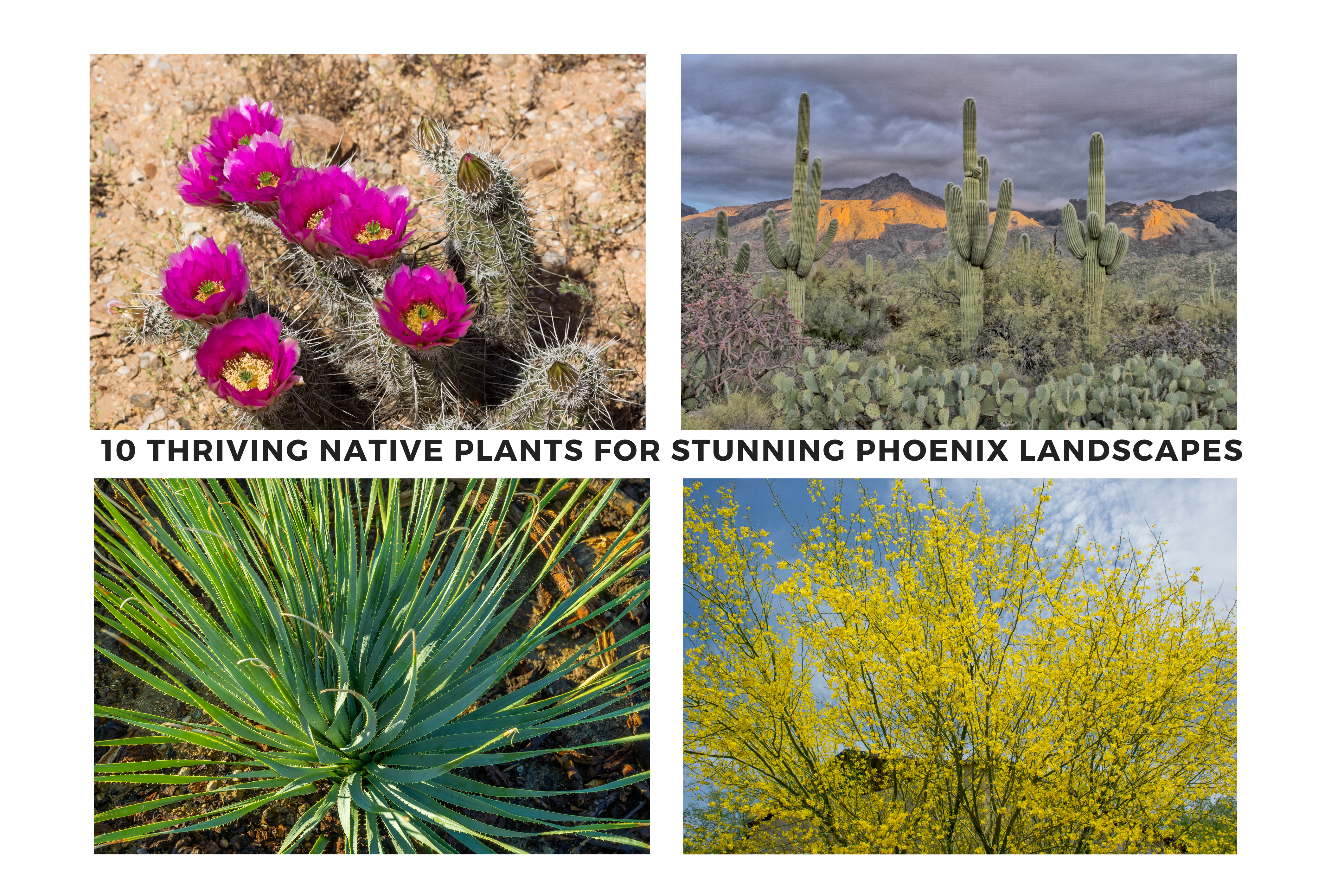 Thriving Native Plants for Phoenix Landscapes with 4 example pictures