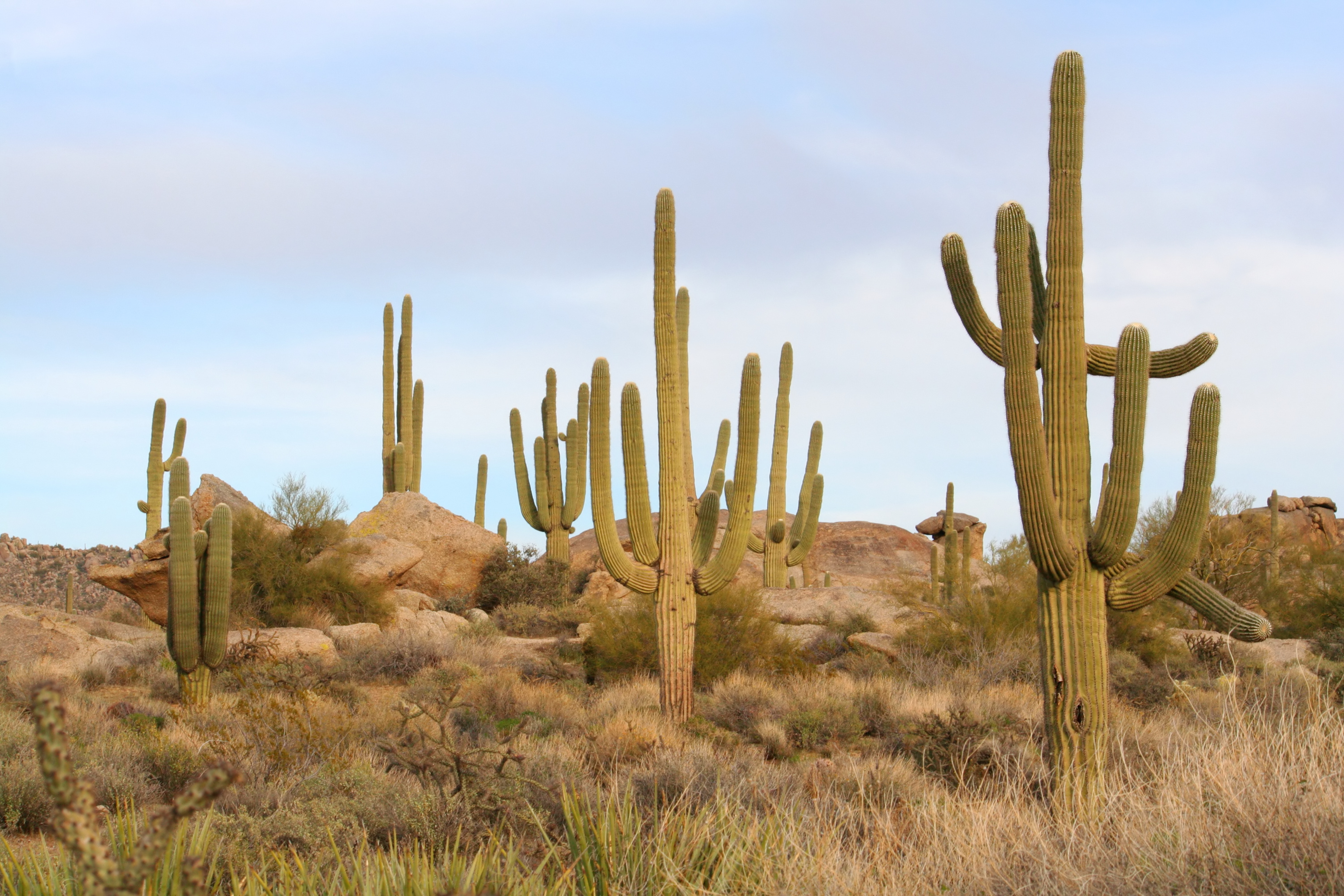 Row of Saguaro Cactus in the Arizona Desert